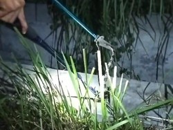 Heboh Ular Weling Nyasar di Acara Pengajian, Sempat Gigit Baju Pedagang