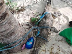 Buaya 2 Meter Muncul di Pulau Sumanga Pangkep, Nelayan Tangkap Pakai Tali