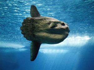 Fakta Menarik Ikan Mola, Penghuni Laut Dalam yang Terancam Punah Fakta Menarik Ikan Mola, Penghuni Laut Dalam yang Terancam Punah