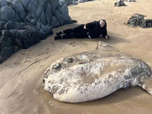 Ikan Mola Raksasa Terdampar di Pantai Bikin Shock Warga Ikan Mola Raksasa Terdampar di Pantai Bikin Shock Warga