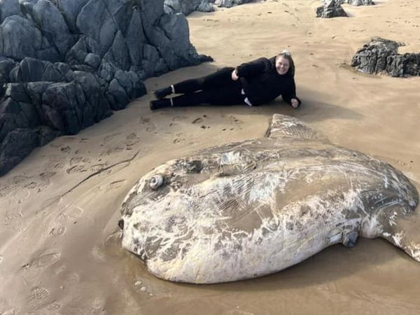 Sedih, Ikan Mola Raksasa Terdampar di Pantai