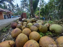 Sempat Anjlok, Harga Kelapa di Pangandaran Kembali Naik