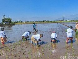 Mentan Ingin Bangun Klaster Pertanian Modern
