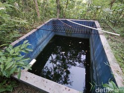 Hobi Baru Milo Si Buaya Muara di Hutan Bunder: Berjemur Sambil Menganga