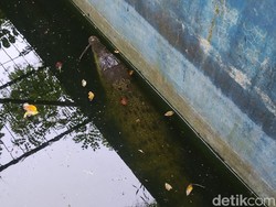 Menengok Milo Si Buaya Peliharaan di Rumah Baru