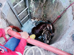 Sapi Warga Prambanan Klaten Tercebur Sumur, Evakuasi Pakai 18.000 Liter Air