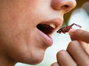 Warga Singapura Kini Dibolehkan Konsumsi 16 Jenis Serangga