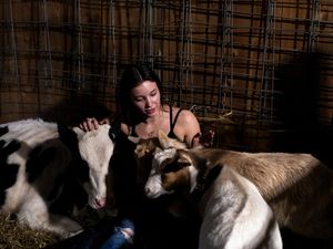 Wabah Flu Burung Hantui Wisata Memeluk Sapi yang Sedang Populer di AS