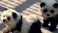 Waduh, Kebun Binatang di China Ubah Anjing Jadi Panda
