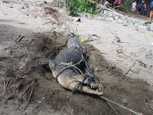 3 Buaya Kerap Terlihat di Pantai Bolmong, 1 Dievakuasi BKSDA ke Penangkaran