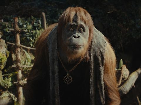 Raka (voiced by Peter Macon) in 20th Century Studios' KINGDOM OF THE PLANET OF THE APES. Photo courtesy of 20th Century Studios. © 2023 20th Century Studios. All Rights Reserved.