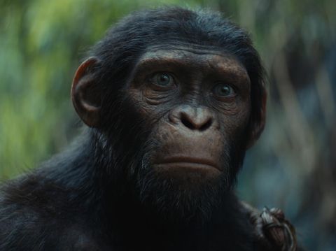 Noa (voiced by Owen Teague) in 20th Century Studios' KINGDOM OF THE PLANET OF THE APES. Photo courtesy of 20th Century Studios. © 2023 20th Century Studios. All Rights Reserved.