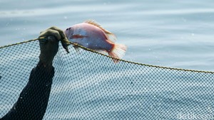 Mahasiswa KKN di Kudus Sebar Ikan Invasif, Ketua DAS Muria Jelaskan Dampaknya