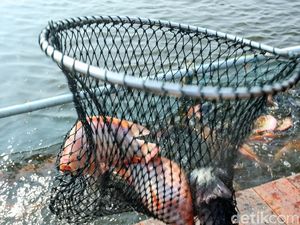 Heboh Mahasiswa KKN di Kudus Tebar 1.500 Ikan ke Sungai, Ternyata Jenis Invasif