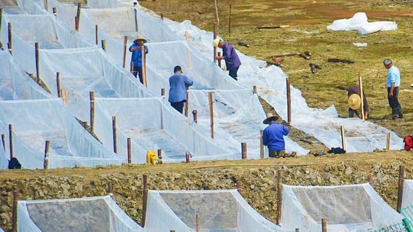 Melihat Budi Daya Perikanan di Anqing China