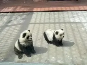 Di Kebun Binatang Ini Anjing Disulap Jadi Panda Di Kebun Binatang Ini Anjing Disulap Jadi Panda