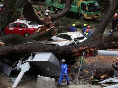 Pohon Besar Tumbang di Kuala Lumpur, 17 Mobil Jadi Korban