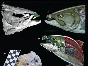 Bisa Membunuh Hiu, Gigi Salmon Prasejarah Mirip seperti Gading Babi Hutan