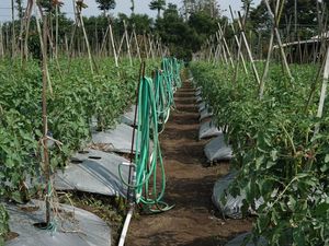 Sumedang Jadi Pilot Project HDDAP, Siap Kembangkan Komoditas Cabai Sumedang Jadi Pilot Project HDDAP, Siap Kembangkan Komoditas Cabai