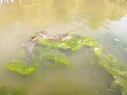 Duel Ular Air Lawan Ikan Lele, Siapa Menang?