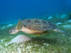 Suhu Laut Naik, Peneliti di Malaysia Khawatir Penyu Terancam Punah