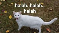 Meme Kocak Kucing Bisa untuk Reaksi Pesan WhatsApp