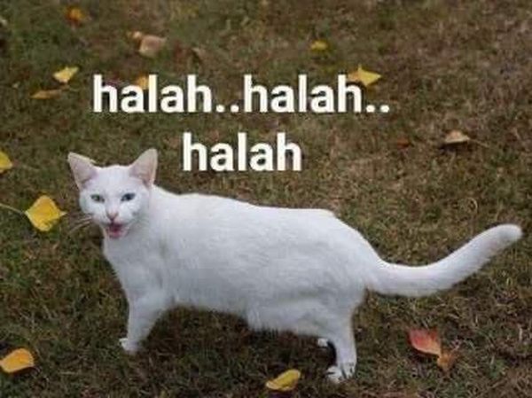 Meme Kocak Kucing Bisa untuk Reaksi Pesan WhatsApp