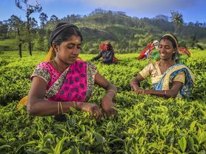Penikmat Teh Terbanyak di Dunia 2024 Ada di 7 Negara Ini