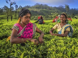 Penikmat Teh Terbanyak di Dunia 2024 Ada di 7 Negara Ini