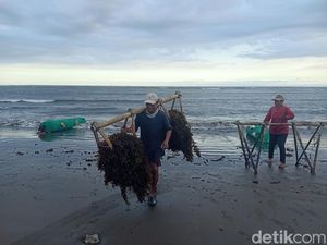 Sargassum, Dulu Sampah Kini Jadi Sumber Cuan di Jembrana