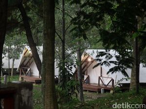 Foto: Tumbuhejo, Glamping dan Camping Ground Seru di Tengah Hutan Sentul Foto: Tumbuhejo, Glamping dan Camping Ground Seru di Tengah Hutan Sentul