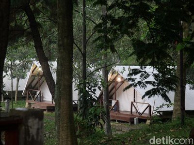 Foto: Tumbuhejo, Glamping dan Camping Ground Seru di Tengah Hutan Sentul