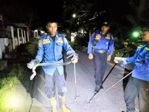 Geger Ular Hitam Berbisa 2 Meter Masuk Permukiman di Soppeng, Damkar Evakuasi Geger Ular Hitam Berbisa 2 Meter Masuk Permukiman di Soppeng, Damkar Evakuasi