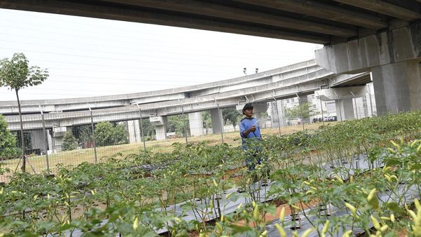 Memanfaatkan Lahan Terbatas di Jakarta buat Ditanami Cabai hingga Tomat