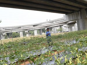 Memanfaatkan Lahan Terbatas di Jakarta buat Ditanami Cabai hingga Tomat