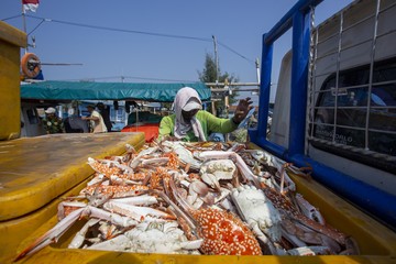 Permintaan AS &amp; Eropa Turun, Harga Rajungan Anjlok ke Rp 50 Ribu/Kg