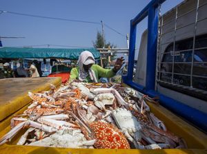 Permintaan AS & Eropa Turun, Harga Rajungan Anjlok ke Rp 50 Ribu/Kg