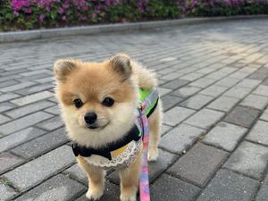 Anjing Selucu Ini Jadi Satpam Keliling di Korea Selatan