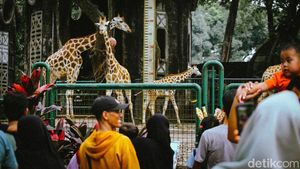 Libur Panjang, Taman Margasatwa Ragunan Ramai Pengunjung