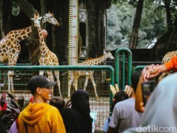 Ragunan Tetap Buka Saat Libur Natal-Tahun Baru, Ini Jam Operasionalnya