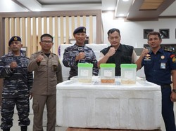 TNI AL-KKP Gagalkan Penyelundupan 52 Boks Benih Lobster di Perairan Jambi