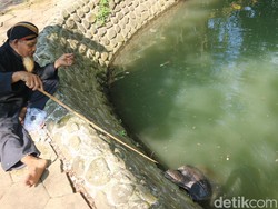 Penampakan Bulus Konon Jelmaan Murid Sunan Bonang di Sendang Sani Pati