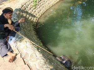 Penampakan Bulus Konon Jelmaan Murid Sunan Bonang di Sendang Sani Pati Penampakan Bulus Konon Jelmaan Murid Sunan Bonang di Sendang Sani Pati