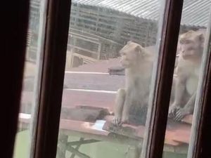 Kawanan Monyet Teror Permukiman di Luwung Banjarnegara, Serang Kebun-Warga