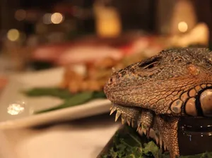 Antimainstream! 5 Komunitas Penggemar Makanan Ini Jalani Pola Makan Ekstrem