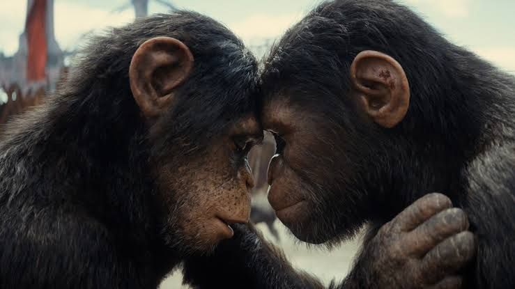 Cuplikan adegan dalam film Kingdom of the Planet of the Apes.