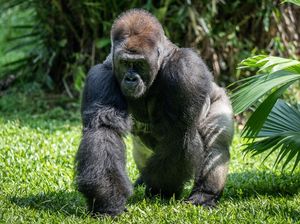 Video: Libur Lebaran di Ragunan, Ada Feeding Time Gorila hingga Keeper Talk! Video: Libur Lebaran di Ragunan, Ada Feeding Time Gorila hingga Keeper Talk!