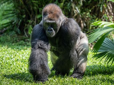 Gorila di Kebun Binatang Ragunan Rayakan Ultah ke-29
