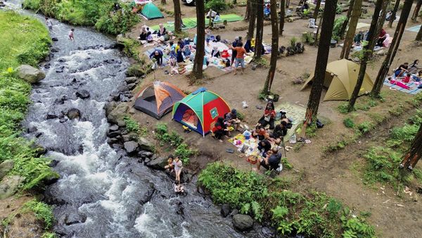 Potensi Wisata Hutan Pinus di Lumajang