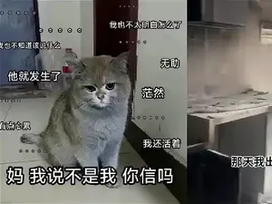 Nih! Si Kucing Pembakar yang Bikin Majikannya Rugi Rp 226 Juta! Nih! Si Kucing Pembakar yang Bikin Majikannya Rugi Rp 226 Juta!